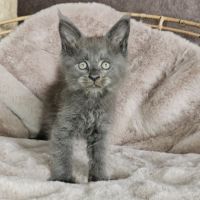 Magnifiques chatons femelles maine coon #1