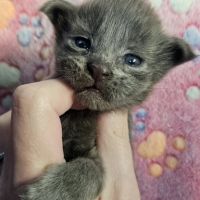 Magnifique chaton mâle maine coon