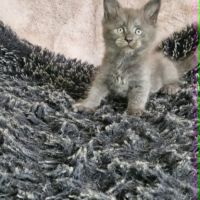 Magnifiques chatons femelles maine coon