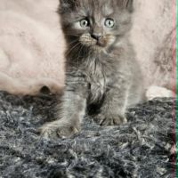 Magnifiques chatons femelles maine coon