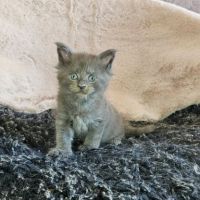 Magnifiques chatons femelles maine coon