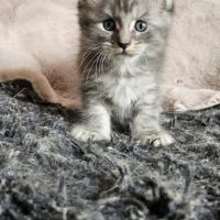 Magnifiques chatons femelles maine coon