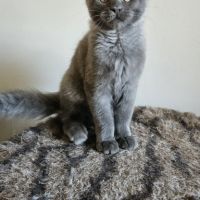 Magnifiques chatons femelles maine coon