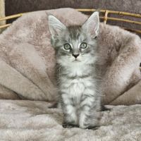 Magnifiques chatons femelles maine coon