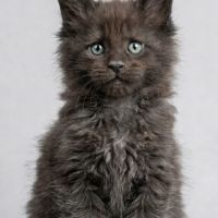 Magnifique chatons femelles maine coon