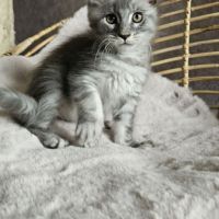 Magnifiques chatons femelles maine coon