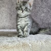 Magnifiques chatons femelles maine coon