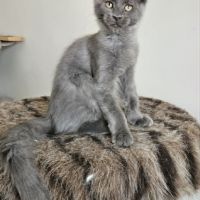 Magnifiques chatons femelles maine coon
