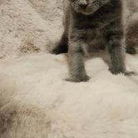 Magnifique chatons maine coon