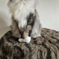 Magnifique chaton femelle maine coon