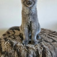 Magnifiques chatons femelles maine coon