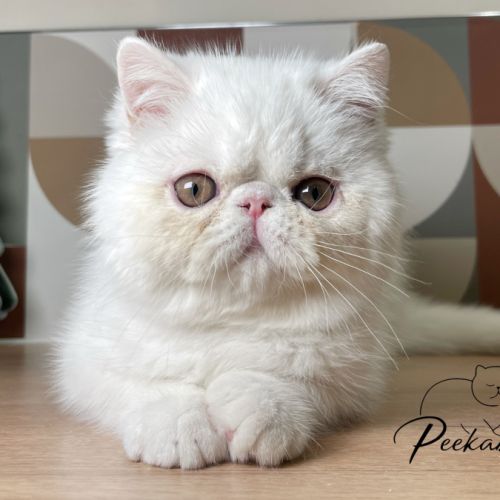 Chaton exotic shorthair #0