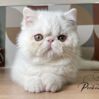 Chaton exotic shorthair