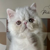 Chaton exotic shorthair #2