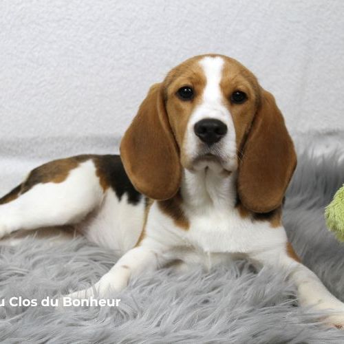 Magnifiques femelles beagle lof de 4 à 7 mois #0
