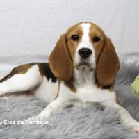 Magnifiques femelles beagle lof de 4 à 7 mois