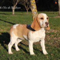 Magnifiques femelles beagle lof de 4 à 7 mois #2
