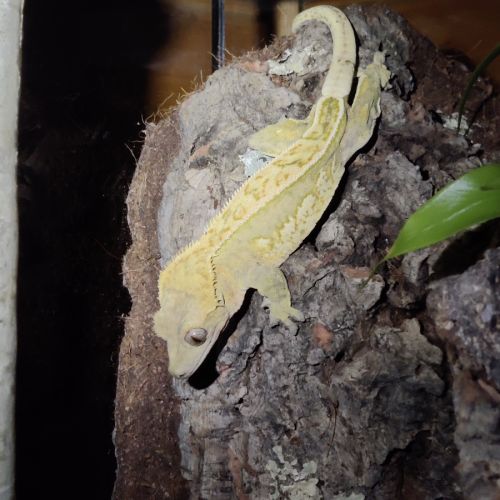 Gecko à crête avec terrarium bioactif complet #1