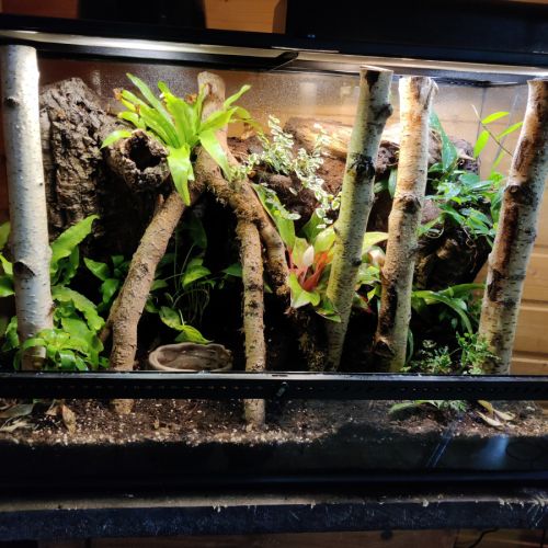 Gecko à crête avec terrarium bioactif complet