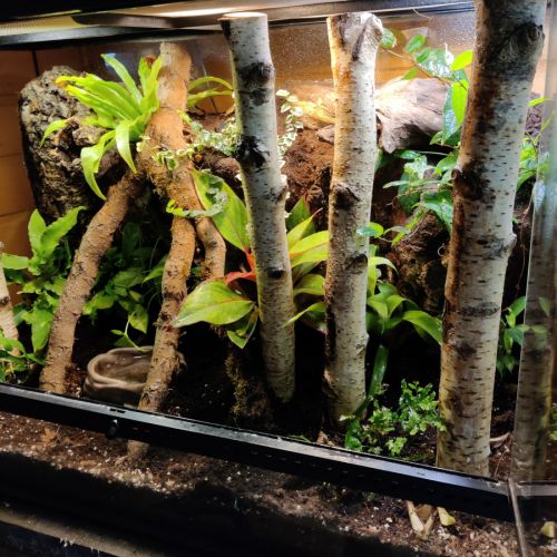 Gecko à crête avec terrarium bioactif complet #3