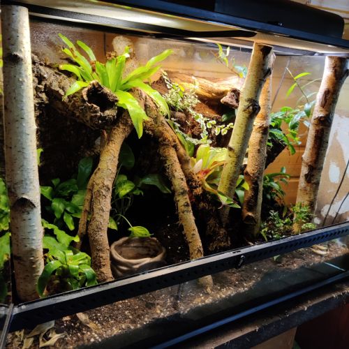 Gecko à crête avec terrarium bioactif complet #4