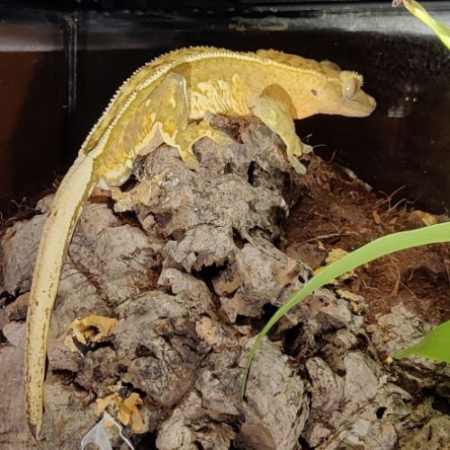 Gecko à crête avec terrarium bioactif complet #6