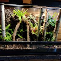 Gecko à crête avec terrarium bioactif complet