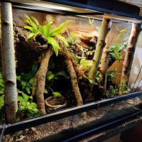 Gecko à crête avec terrarium bioactif complet #4