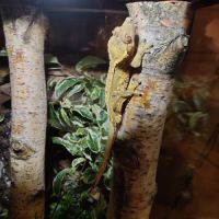 Gecko à crête avec terrarium bioactif complet #5