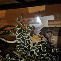 Gecko à crête avec terrarium bioactif complet #7