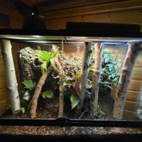 Gecko à crête avec terrarium bioactif complet #8