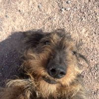 Mâle teckel poil dur