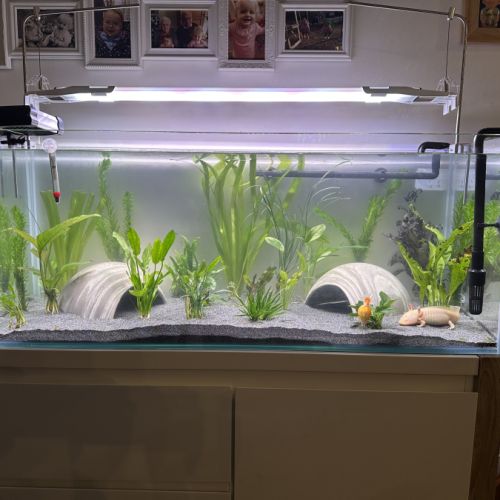 Recherche axolotl mâle mélanique noir