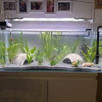 Recherche axolotl mâle mélanique noir