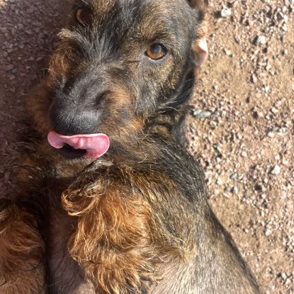 Femelle teckel poil dur #0