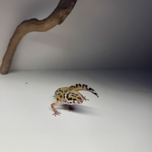Gecko léopard juvénile #3
