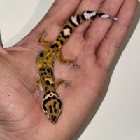 Gecko léopard juvénile