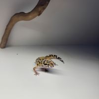 Gecko léopard juvénile #3
