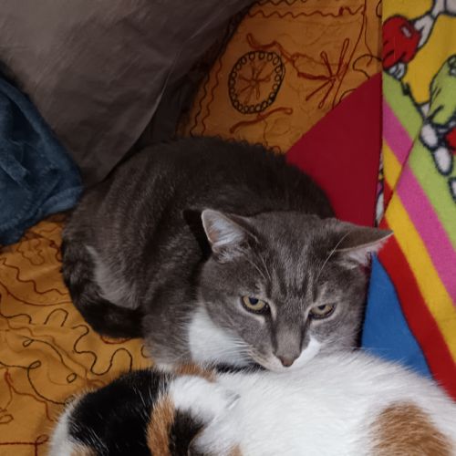 Donne deux chats 12 ans câlins et gentils #2