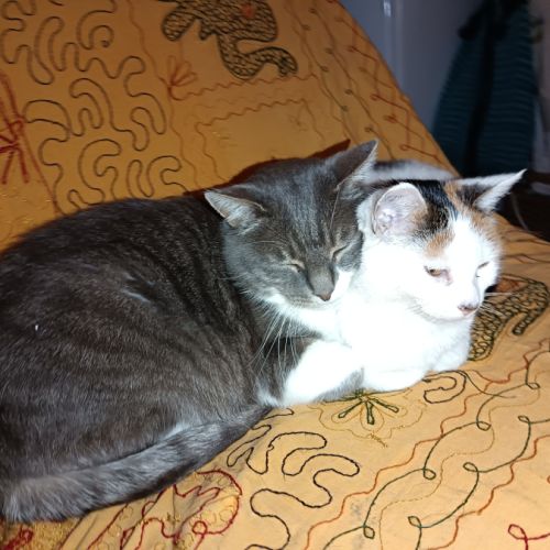 Donne deux chats 12 ans câlins et gentils #0