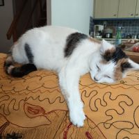 Donne deux chats 12 ans câlins et gentils #1