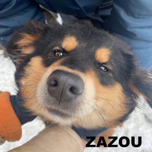 Zazou se trouve dans un refuge en ukraine