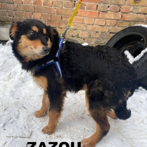 Zazou se trouve dans un refuge en ukraine #3