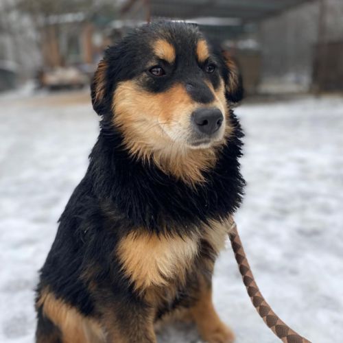 Zazou se trouve dans un refuge en ukraine #4