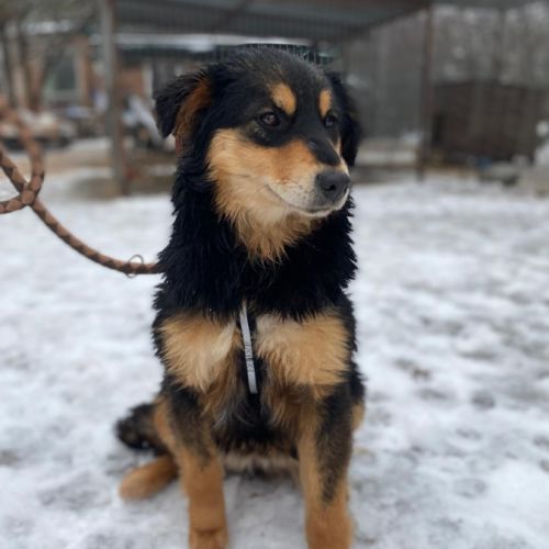 Zazou se trouve dans un refuge en ukraine #5