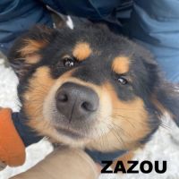 Zazou se trouve dans un refuge en ukraine #0