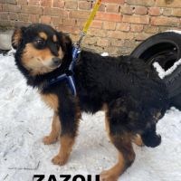 Zazou se trouve dans un refuge en ukraine #3