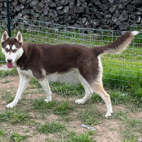 Femelle husky de siberie non lof #0