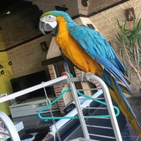 Ara ararauna #1