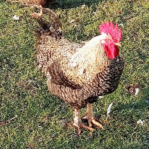 Jeune coq coucou